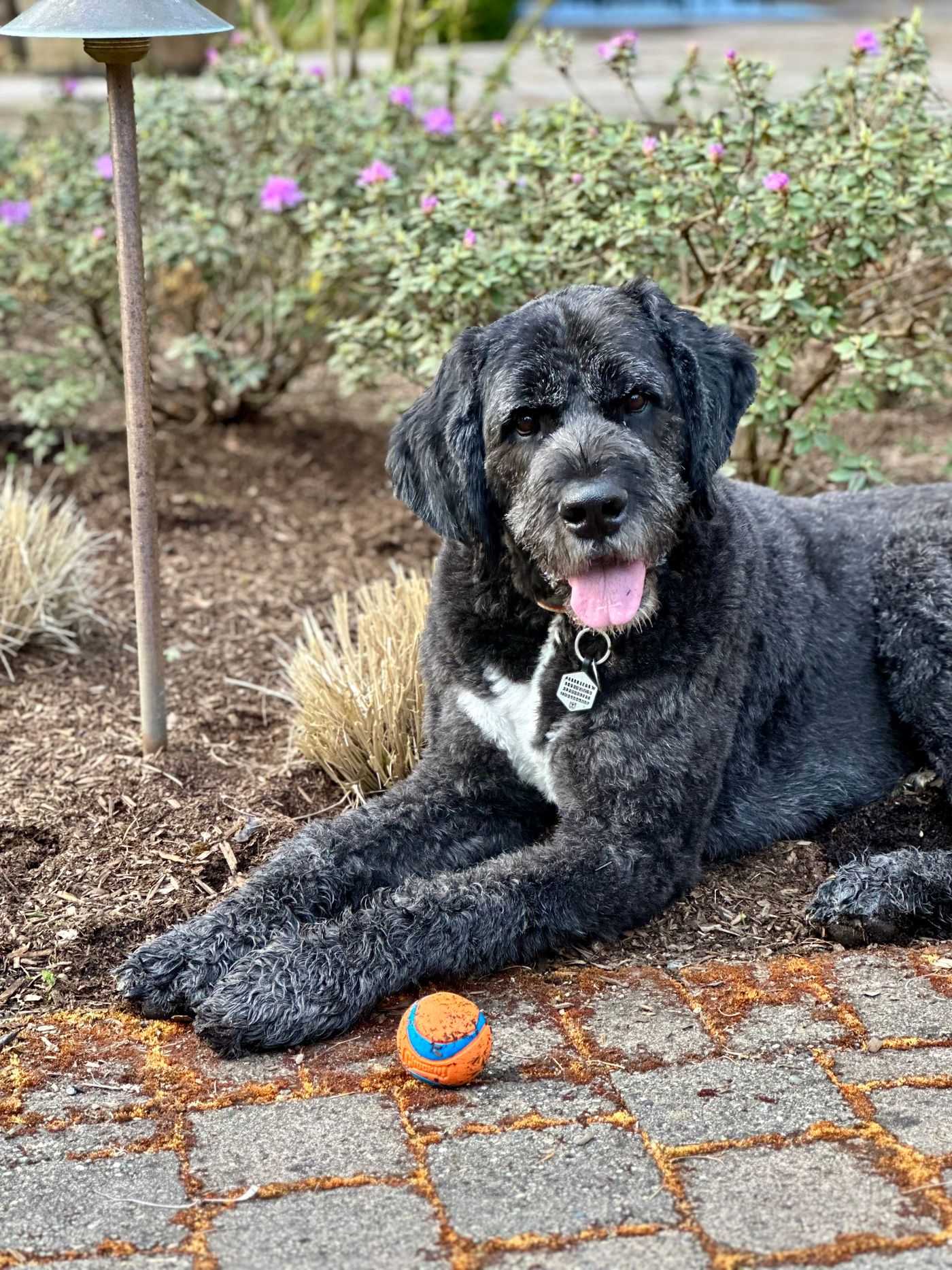An adult Bernedoodle relaxing outdoors with a goofy expression
